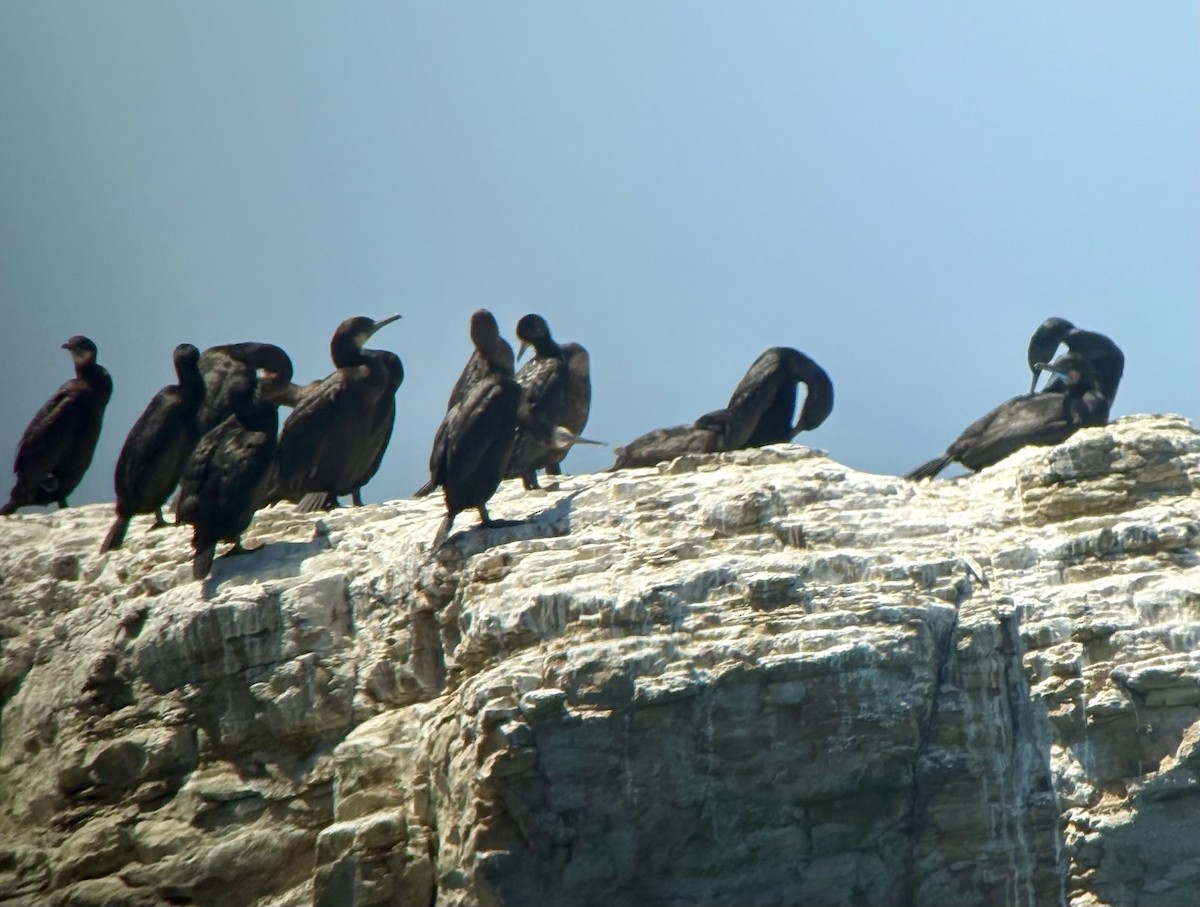 Brandt's Cormorant - ML635539506
