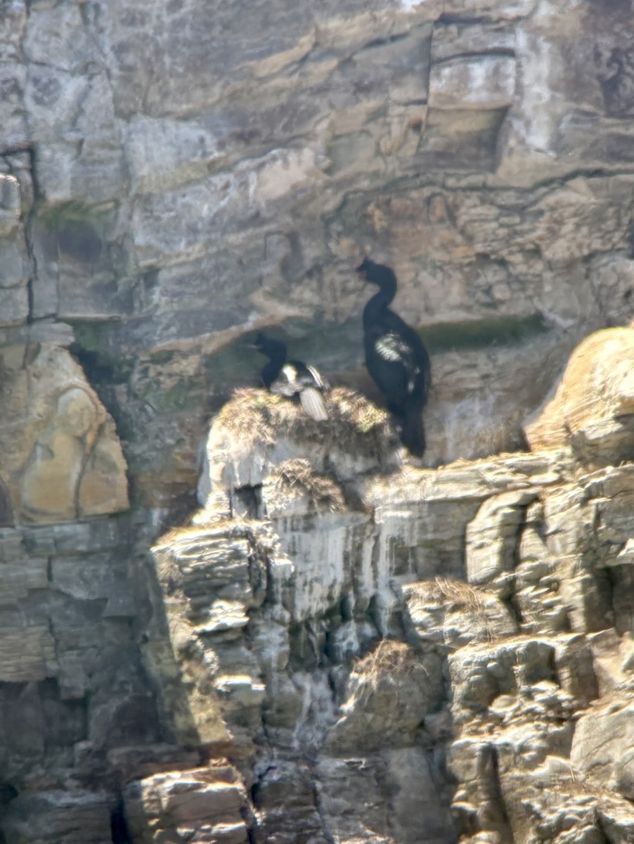 Pelagic Cormorant - ML635539522
