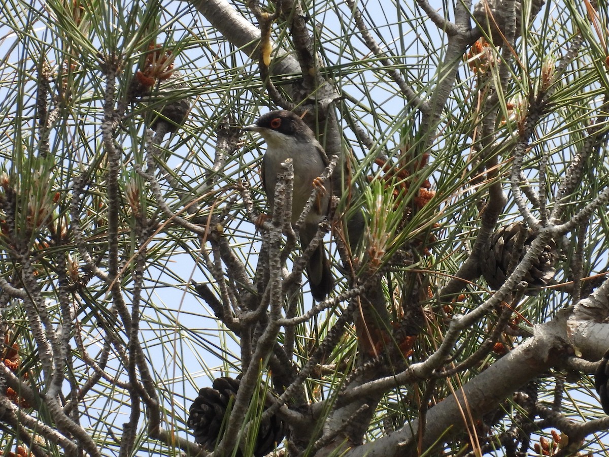 Sardinian Warbler - ML635539526