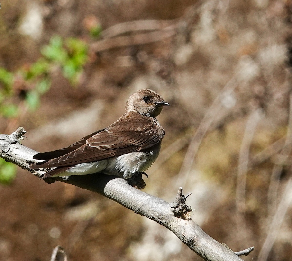 Northern Rough-winged Swallow - ML635539528