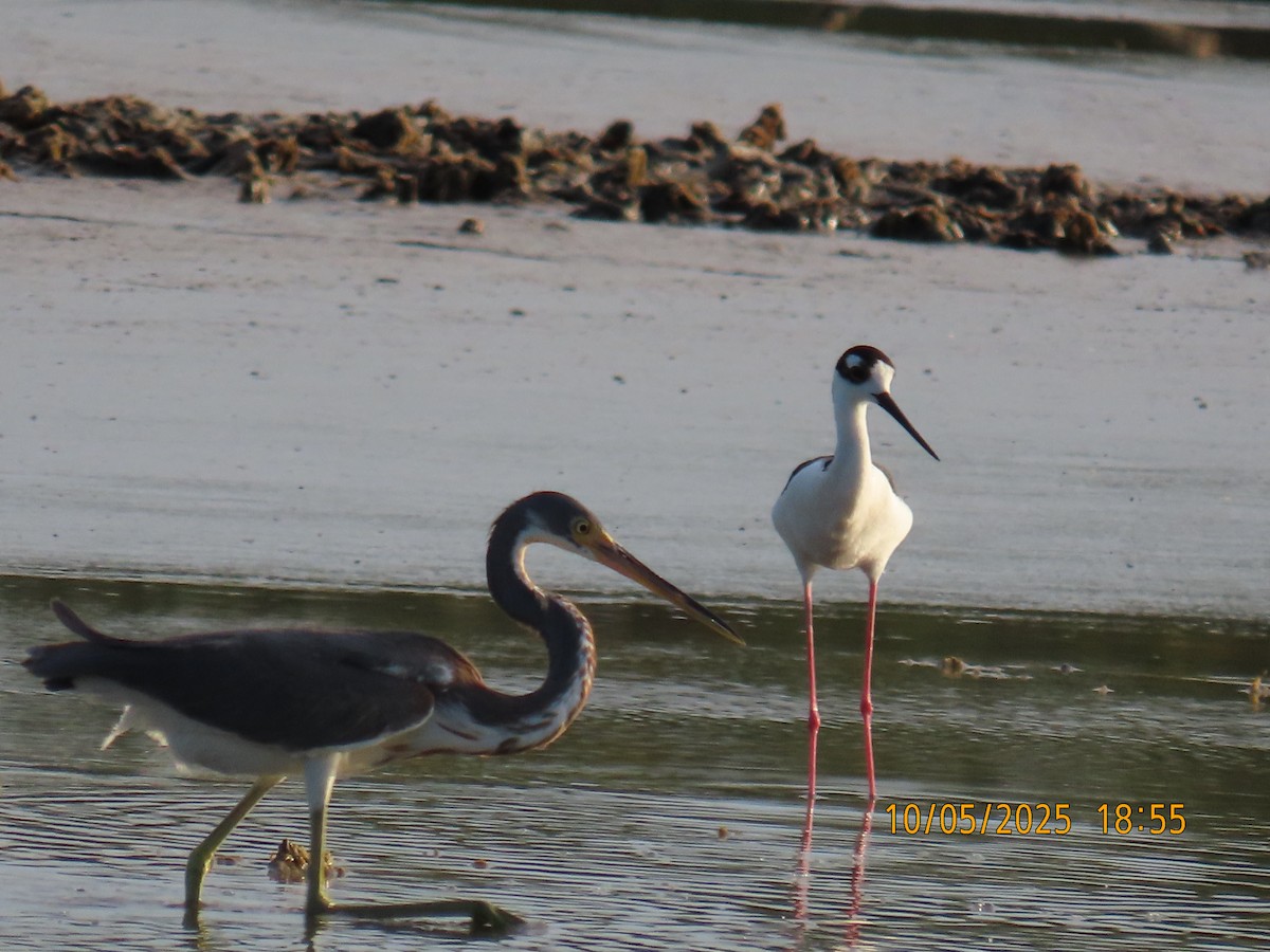 Black-necked Stilt - ML635539532