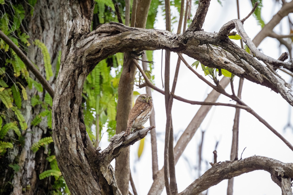 Ferruginous Pygmy-Owl - ML635539533