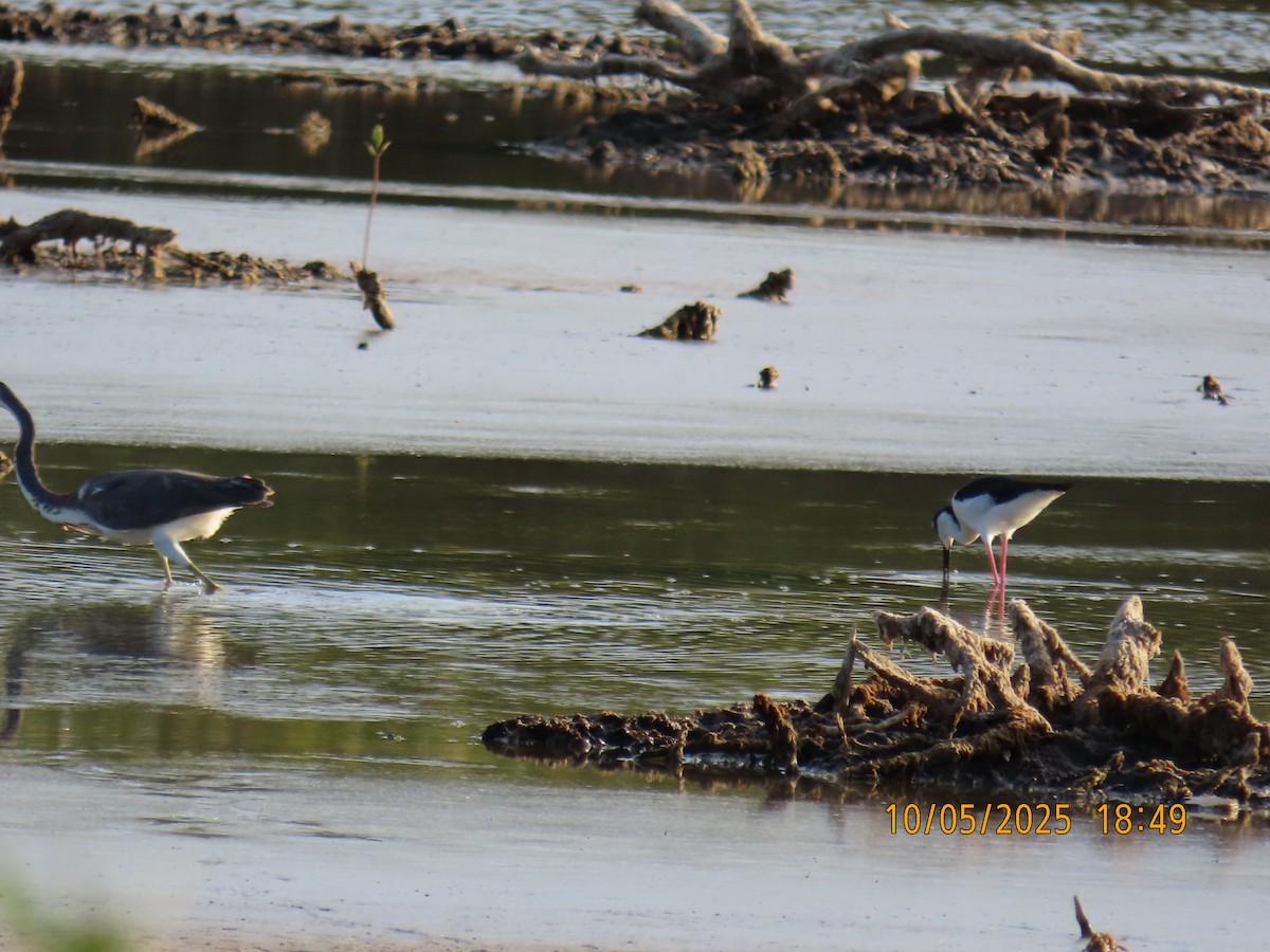 Black-necked Stilt - ML635539534