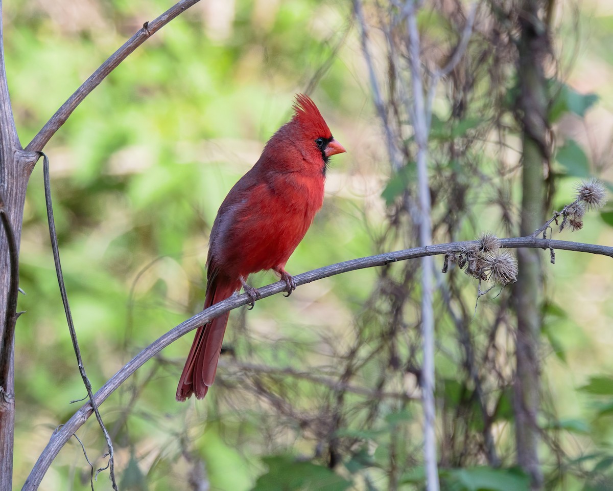 Northern Cardinal - ML635539535