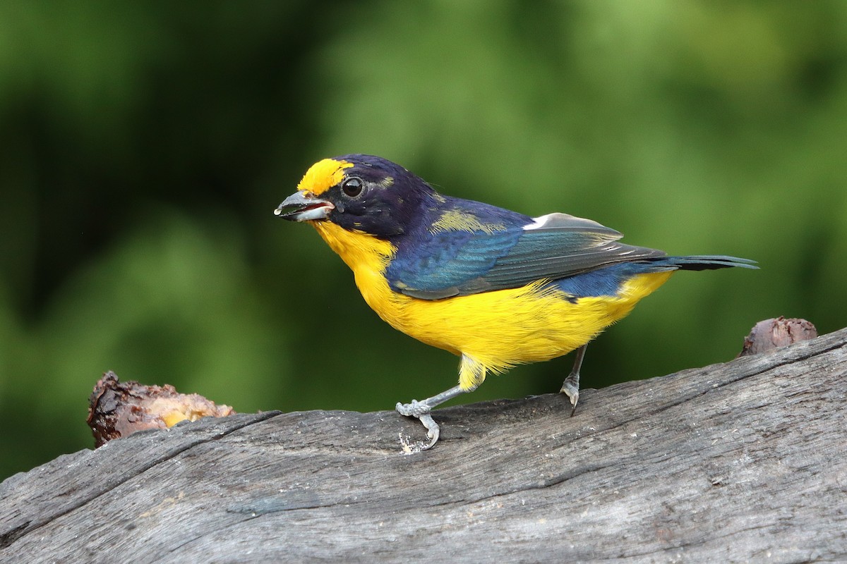 Violaceous Euphonia - ML635539537