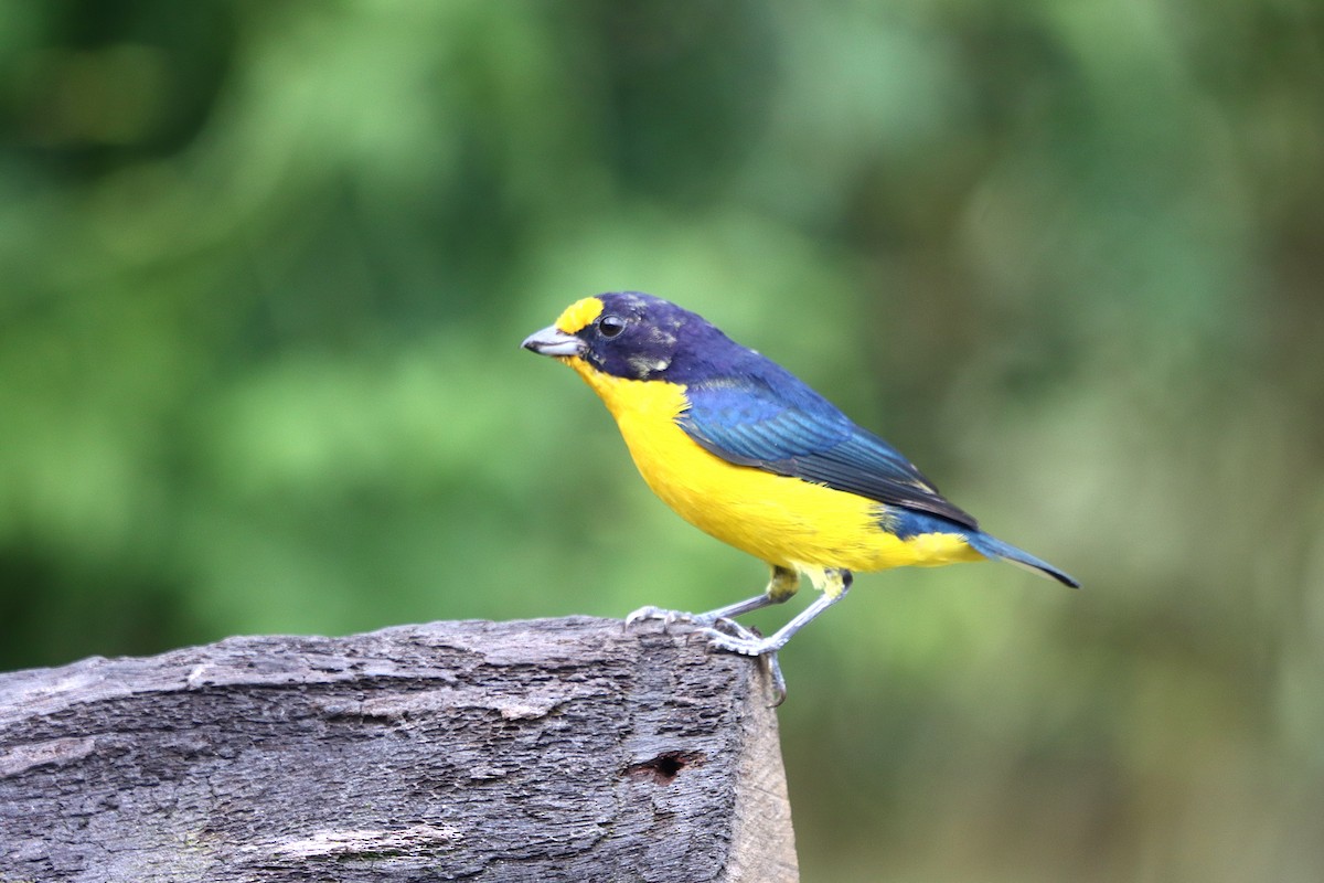 Violaceous Euphonia - ML635539538