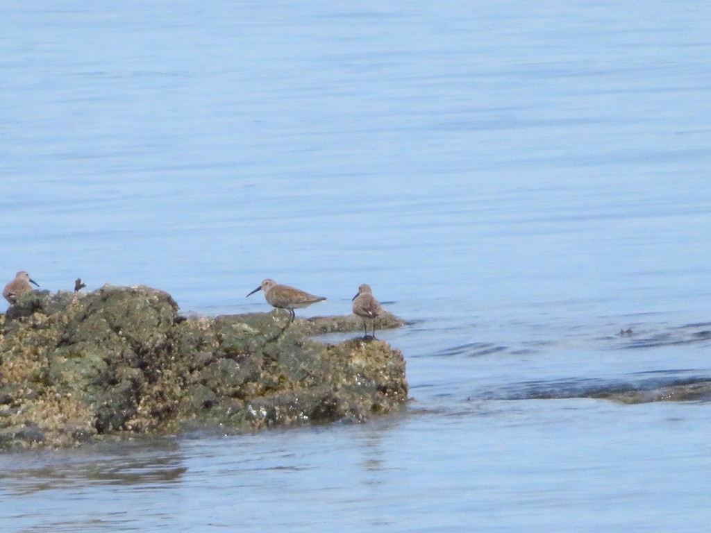 Dunlin - ML635539539