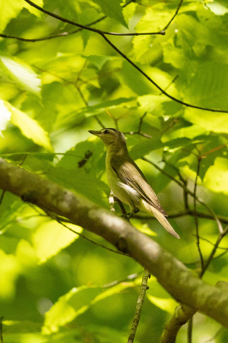 Red-eyed Vireo - ML635539541