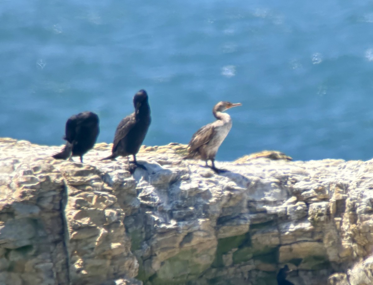 Double-crested Cormorant - ML635539542