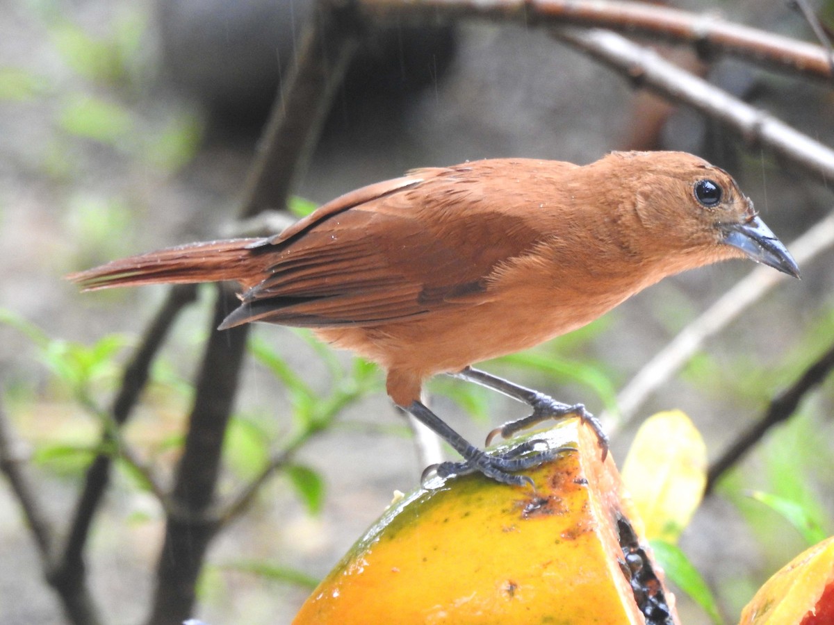 White-lined Tanager - ML635539543