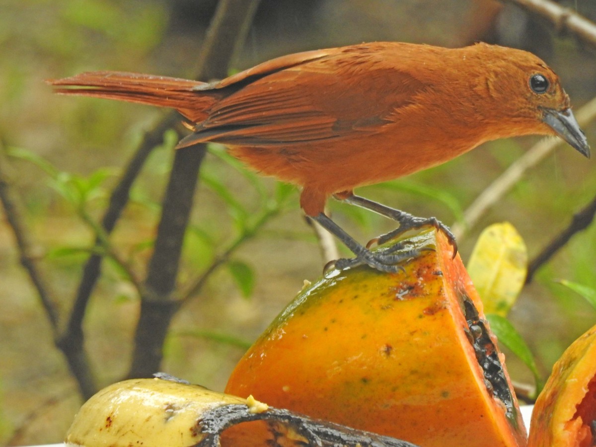 White-lined Tanager - ML635539544