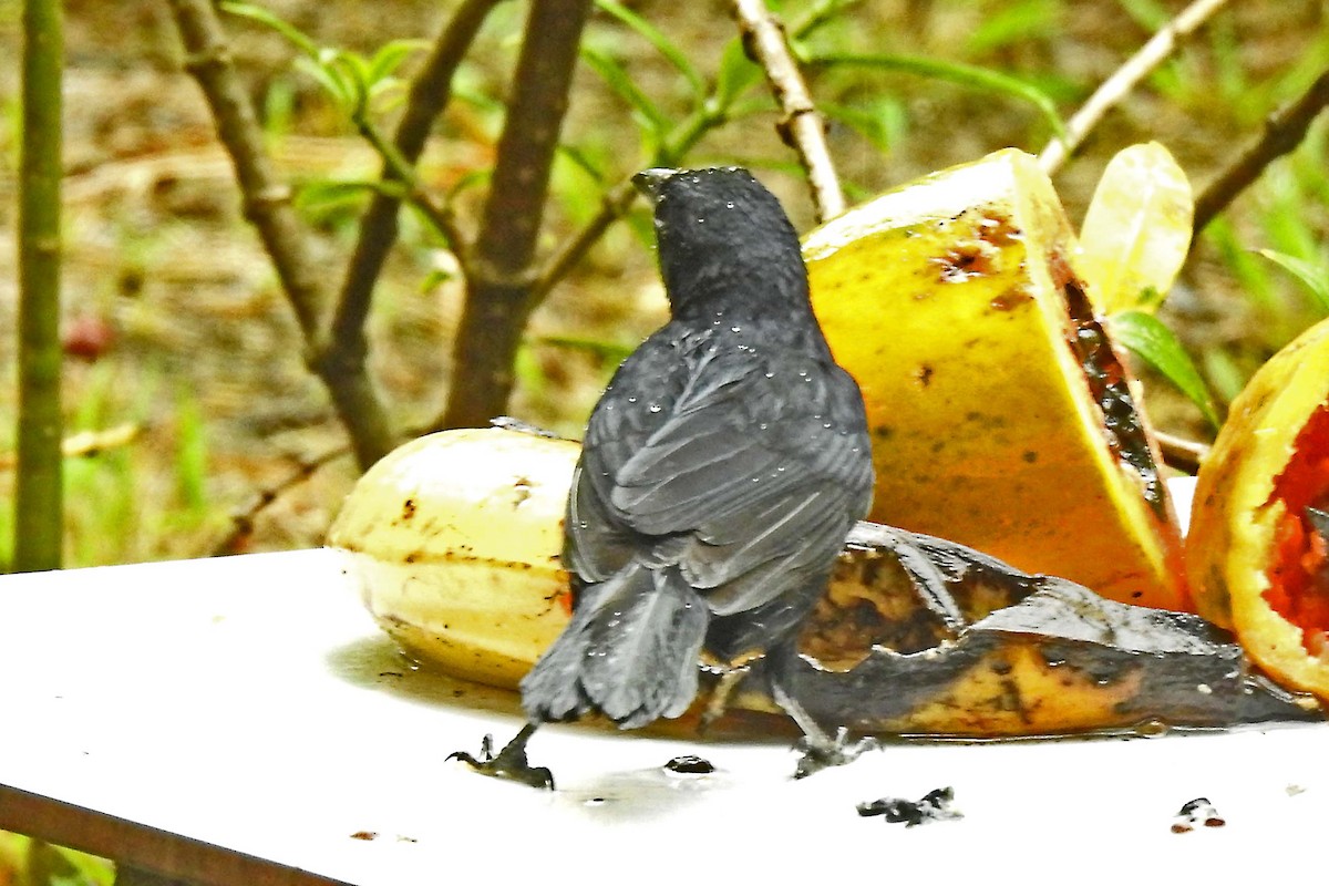 White-lined Tanager - ML635539545