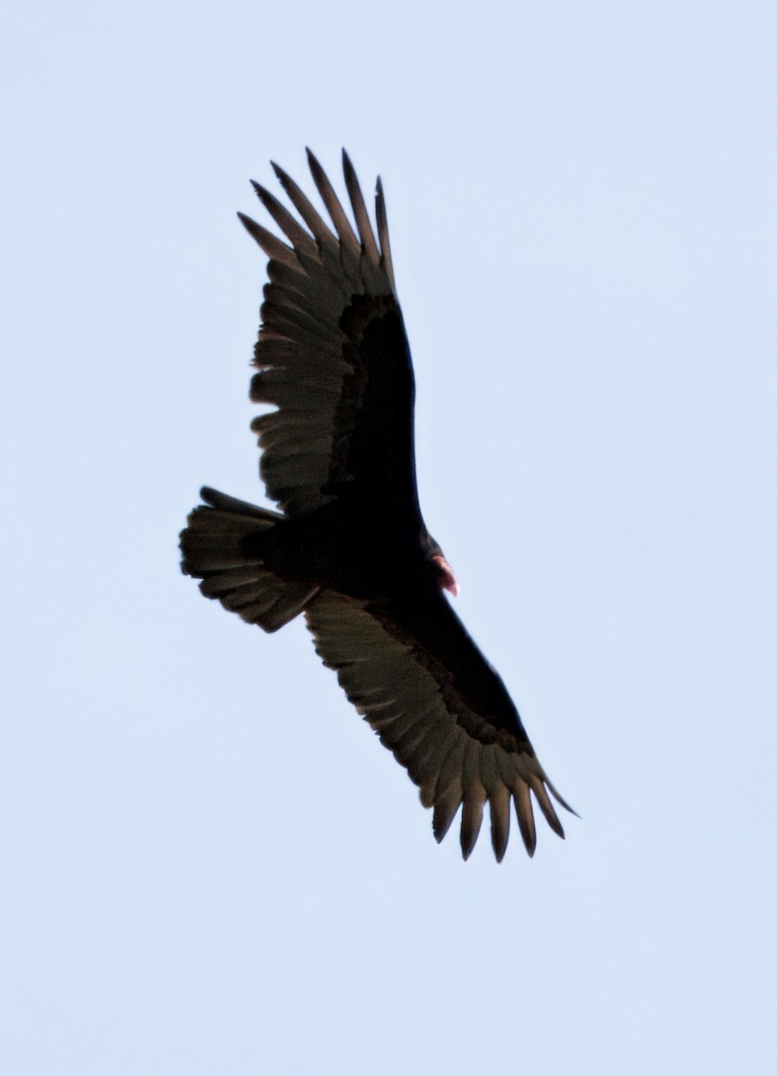 Turkey Vulture - ML635539548