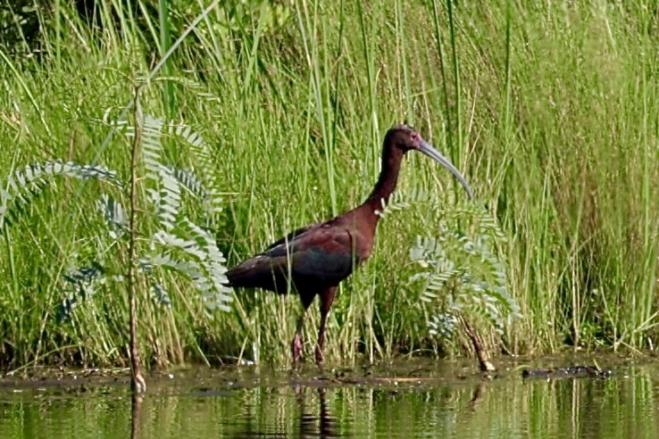 White-faced Ibis - ML635539549