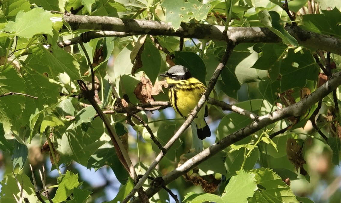 Magnolia Warbler - ML635539550