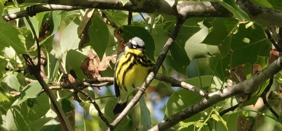 Magnolia Warbler - ML635539551