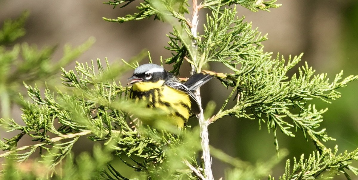 Magnolia Warbler - ML635539552