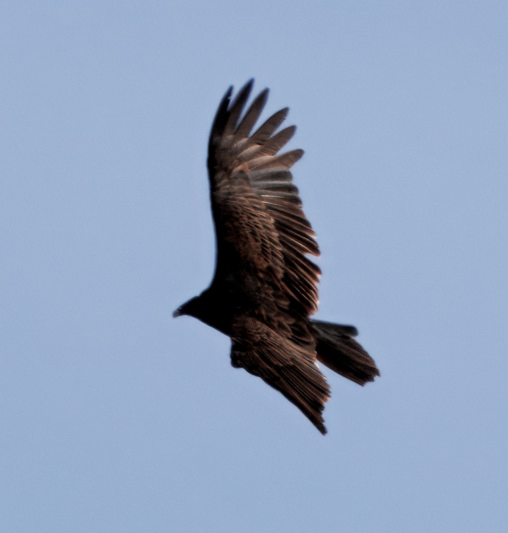 Turkey Vulture - ML635539553