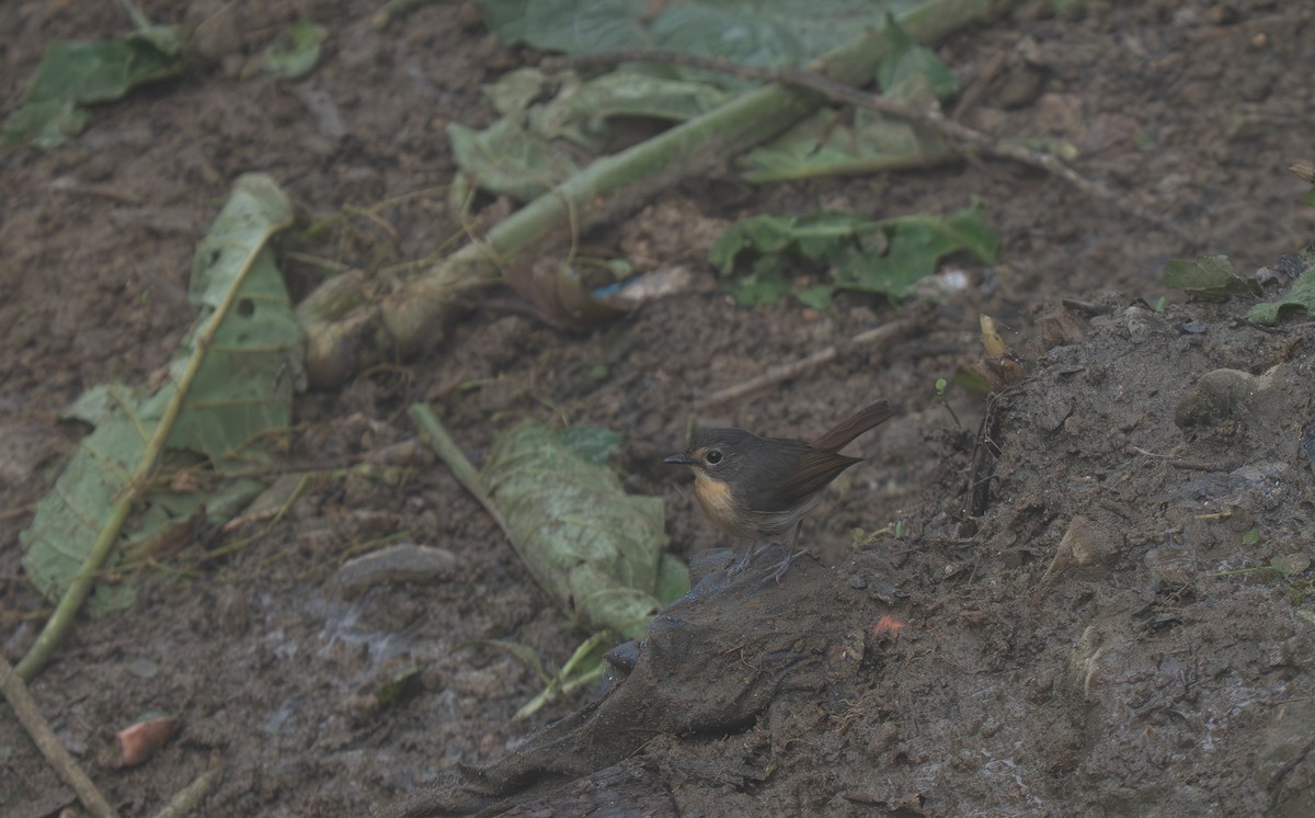 Bundok Flycatcher - ML635539662
