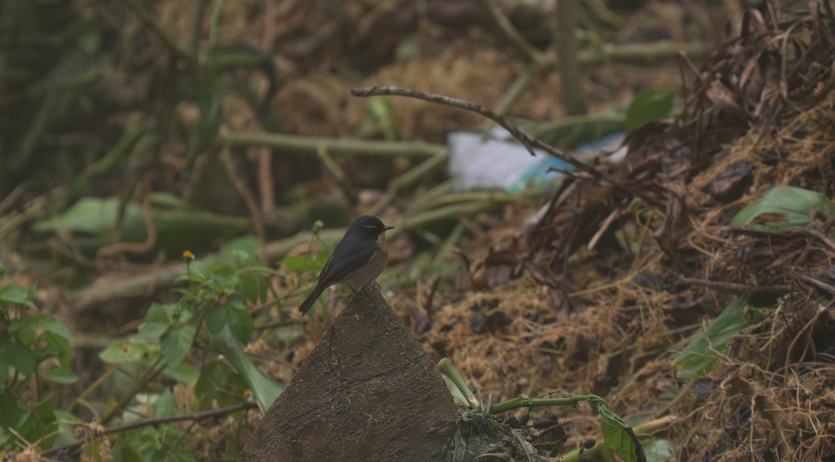 Bundok Flycatcher - ML635539663