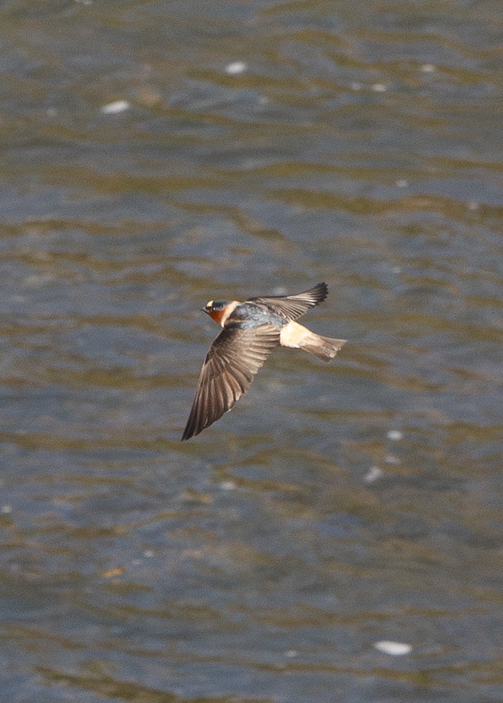 Cliff Swallow - ML635539682