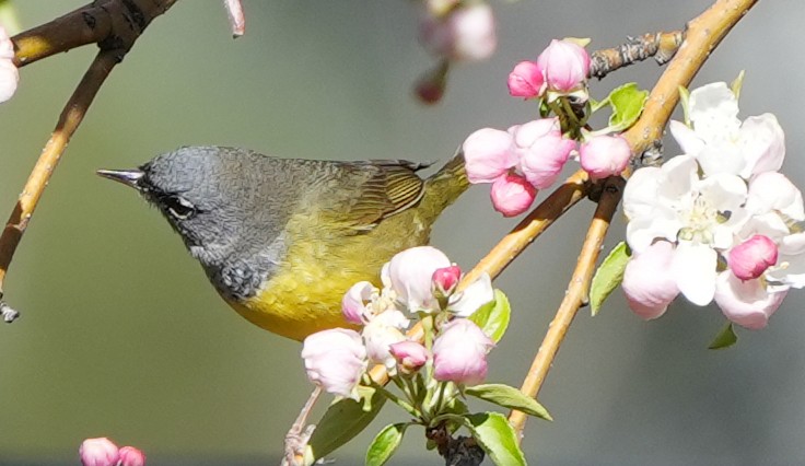 MacGillivray's Warbler - ML635539684