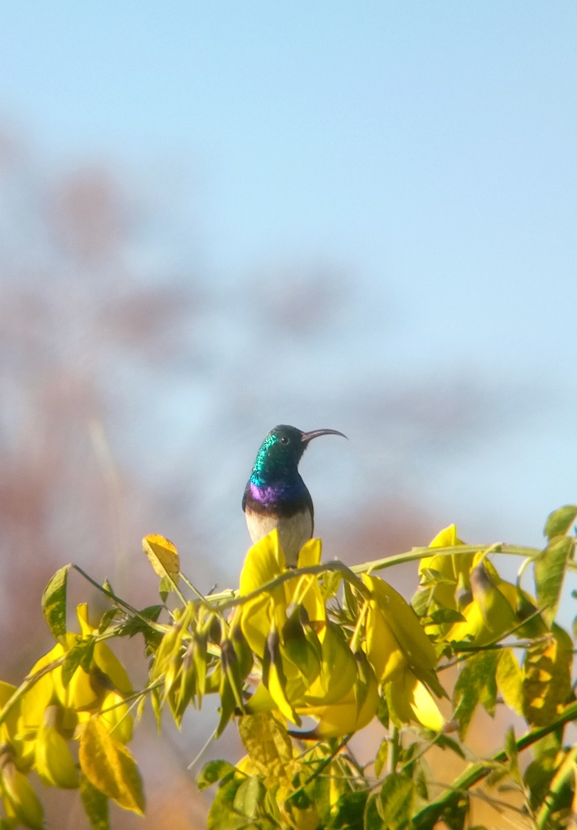 White-bellied Sunbird - ML635539711