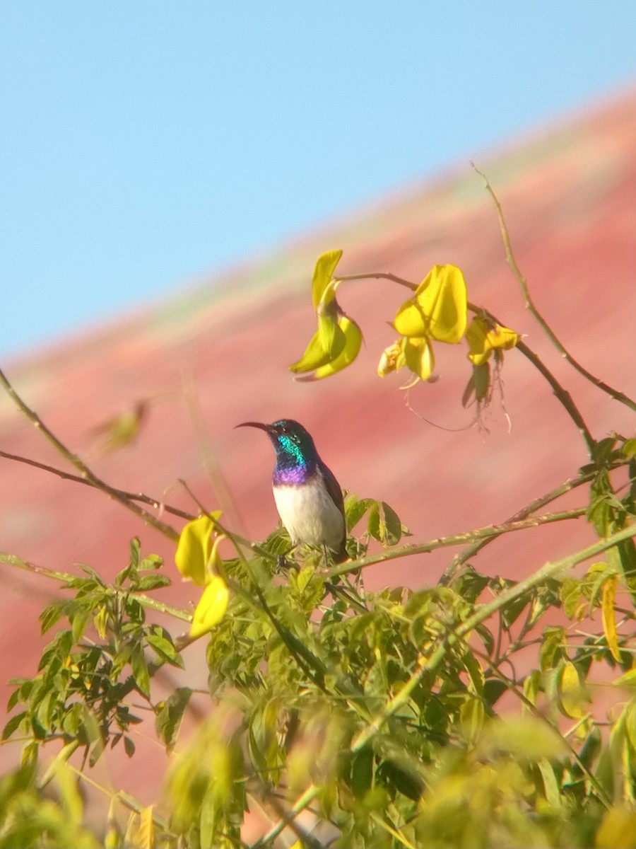 White-bellied Sunbird - ML635539712