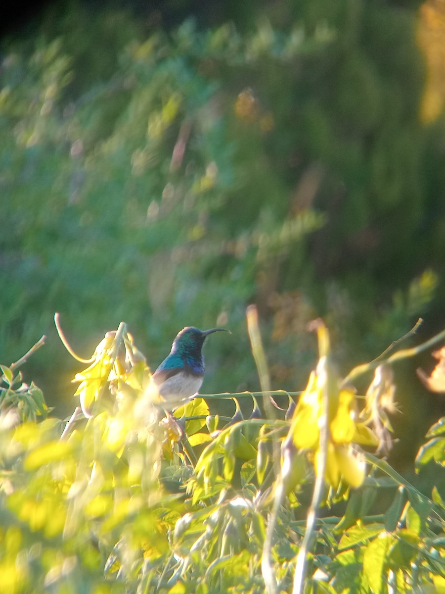 White-bellied Sunbird - ML635539713