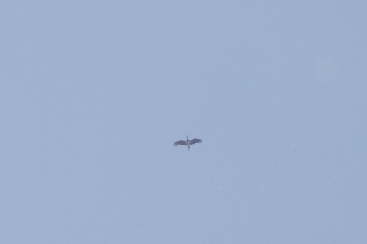 Black Stork - ML635539742