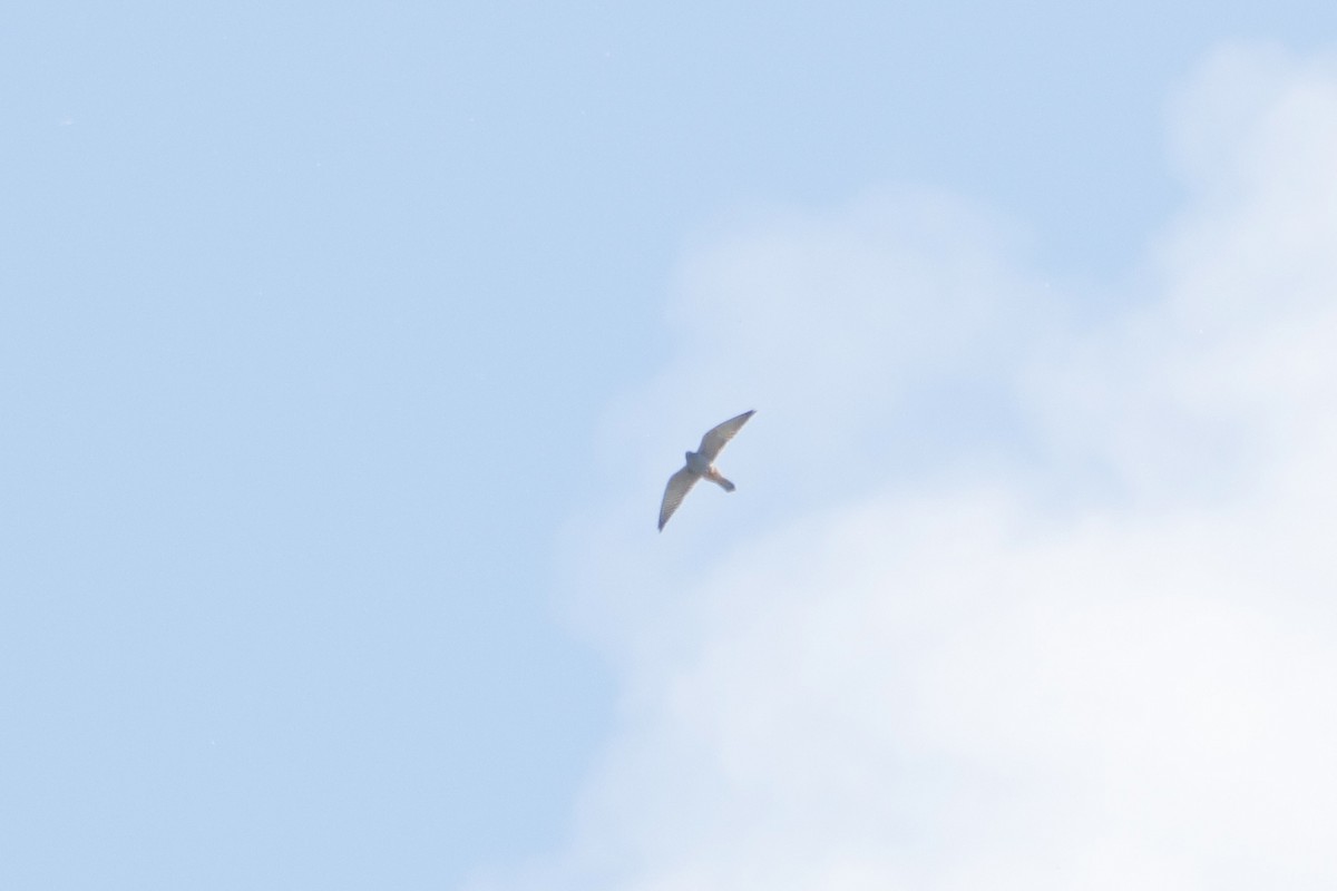 Red-footed Falcon - ML635539783
