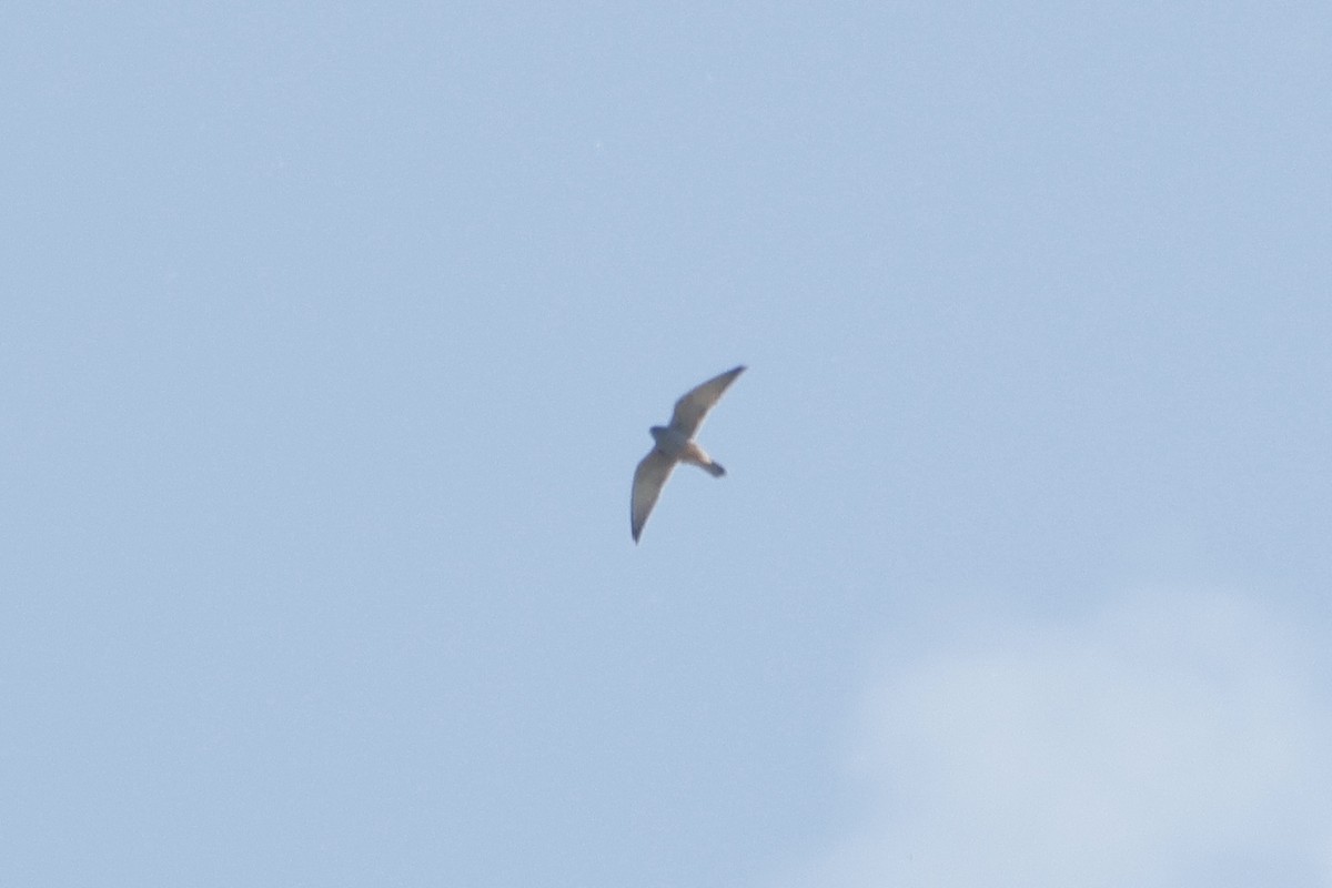 Red-footed Falcon - ML635539784