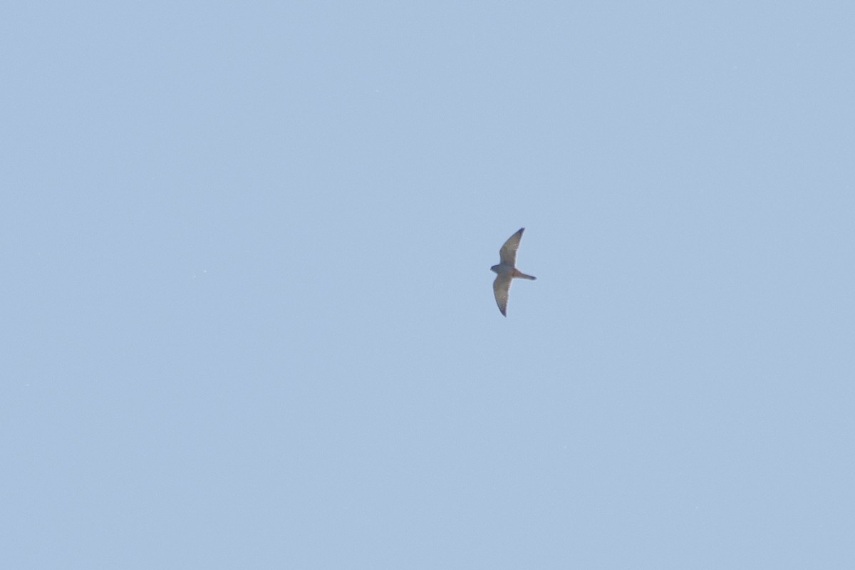 Red-footed Falcon - ML635539785