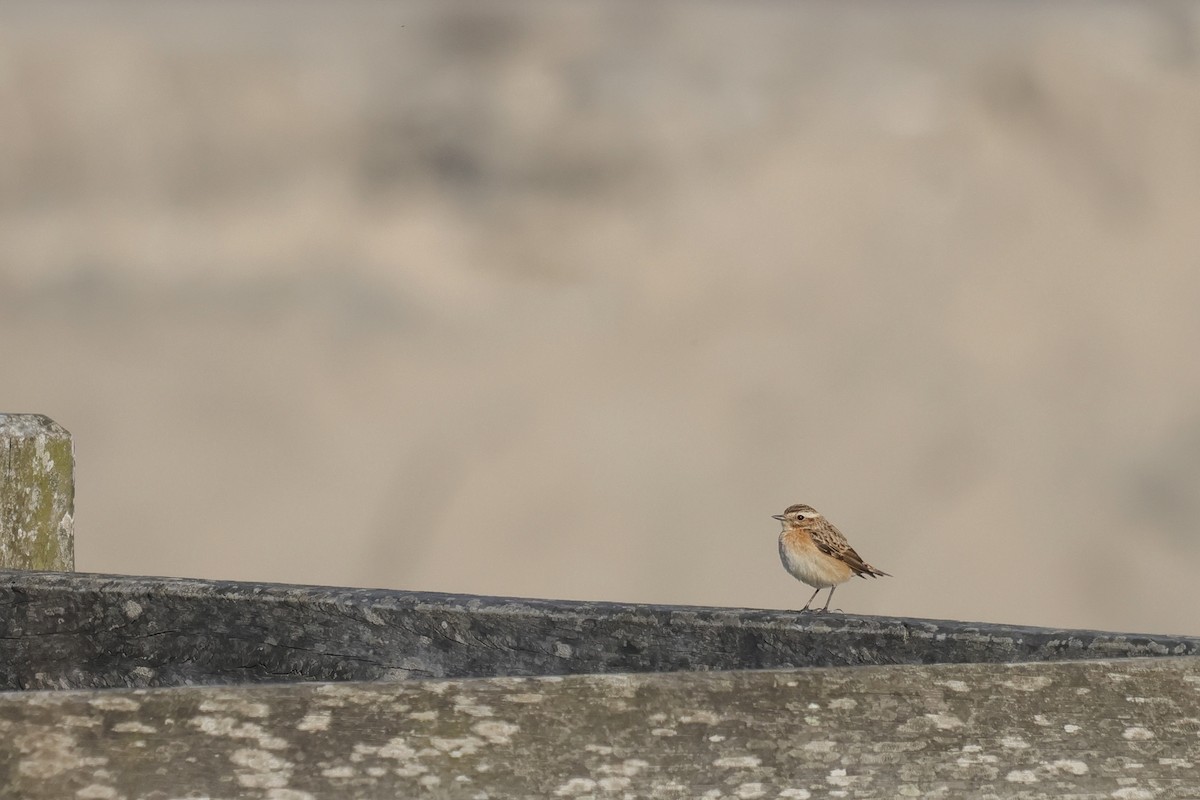 Whinchat - ML635539807