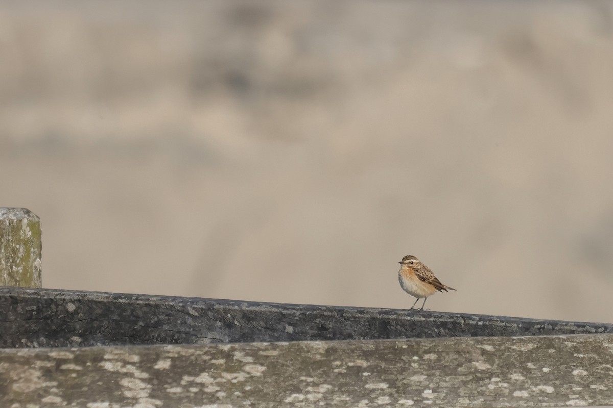 Whinchat - ML635539808