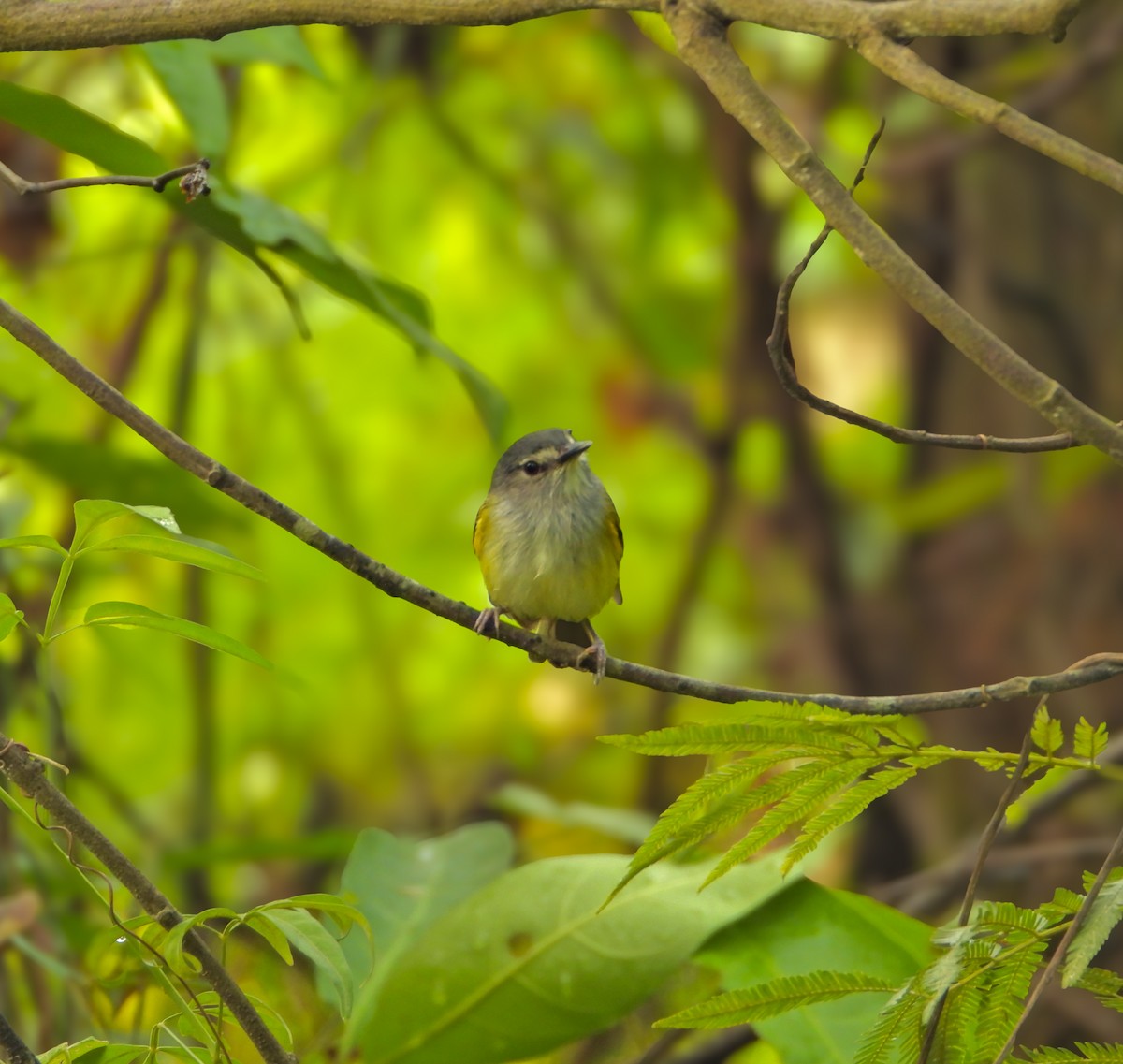 Slate-headed Tody-Flycatcher - ML635539833