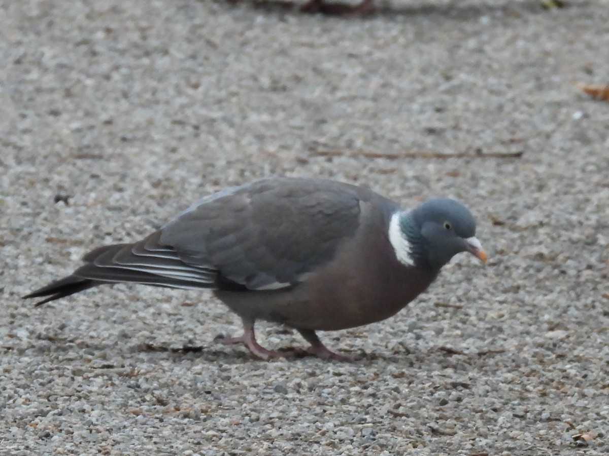 Common Wood-Pigeon - ML635539840