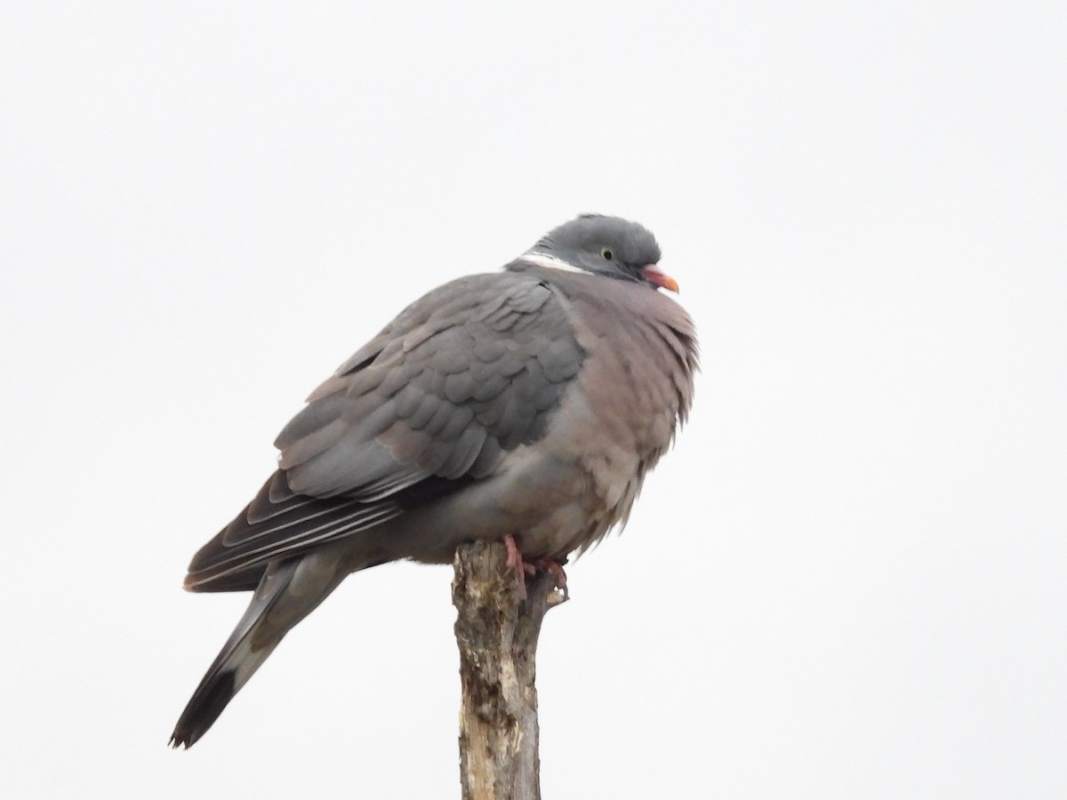 Common Wood-Pigeon - ML635539841