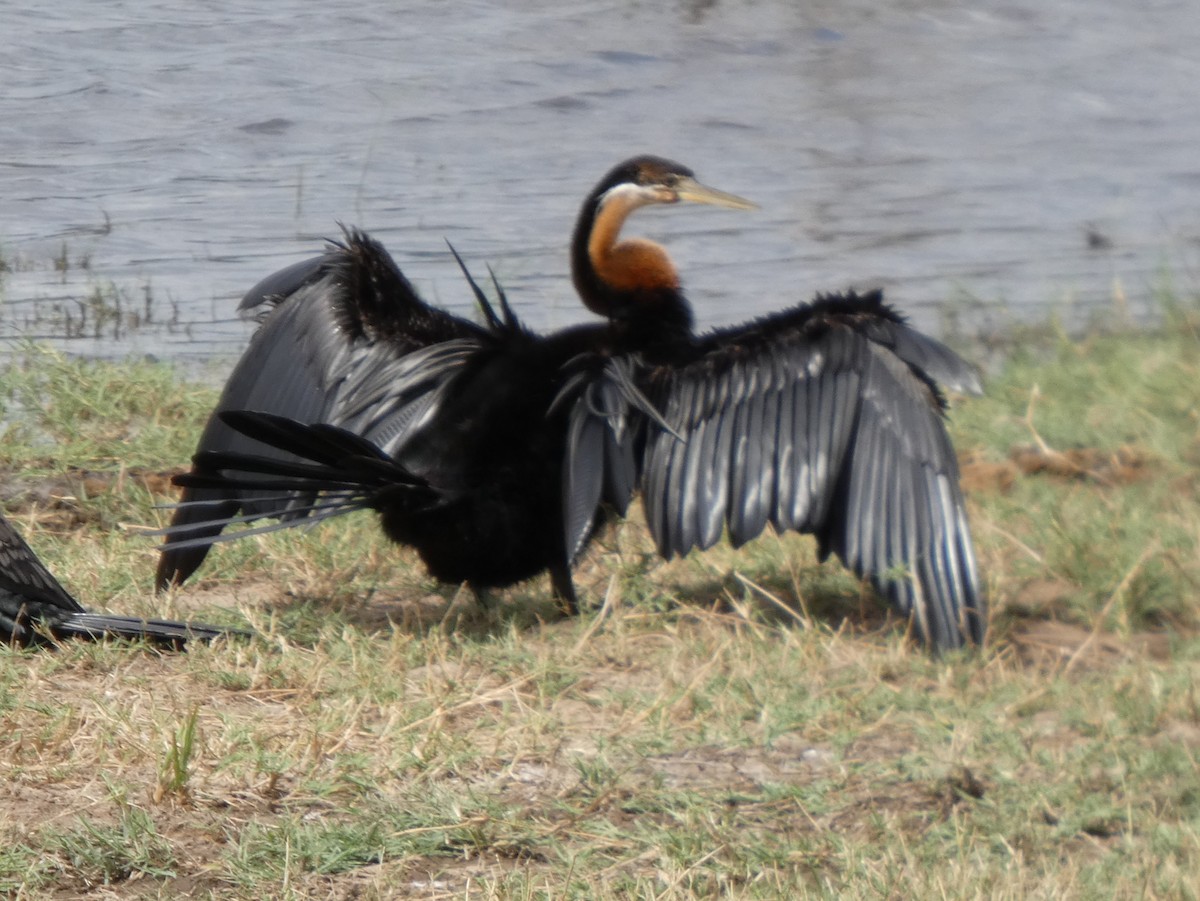 anhinga africká - ML635539845