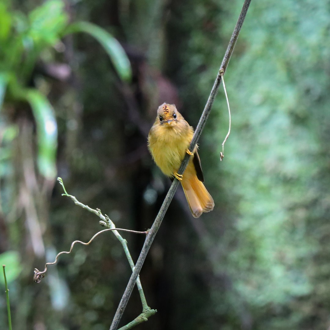 Atlantic Royal Flycatcher - ML635539847