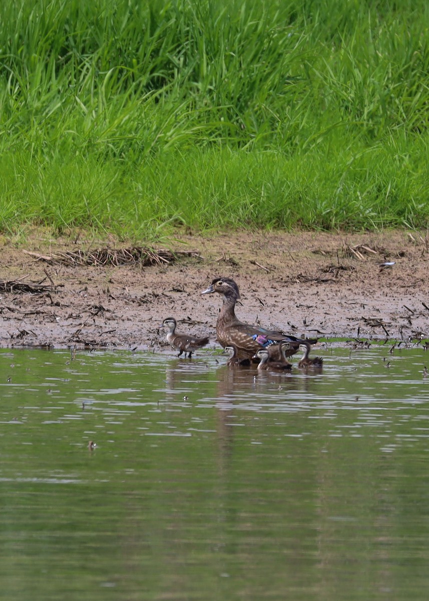 Wood Duck - ML635539858