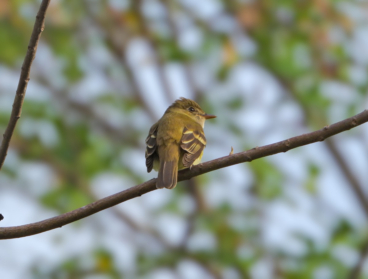 Alder Flycatcher - ML635539859