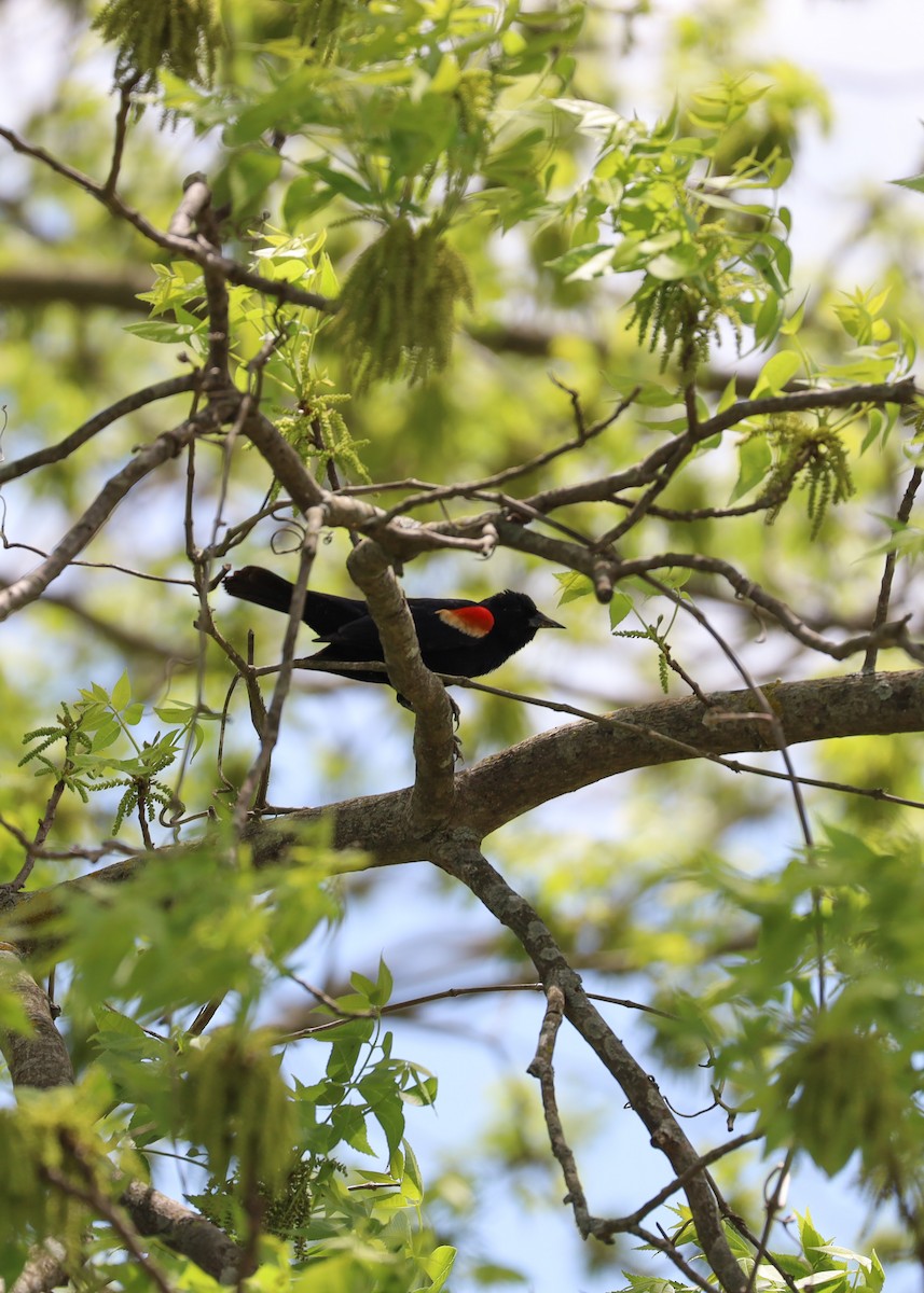Red-winged Blackbird - ML635539870