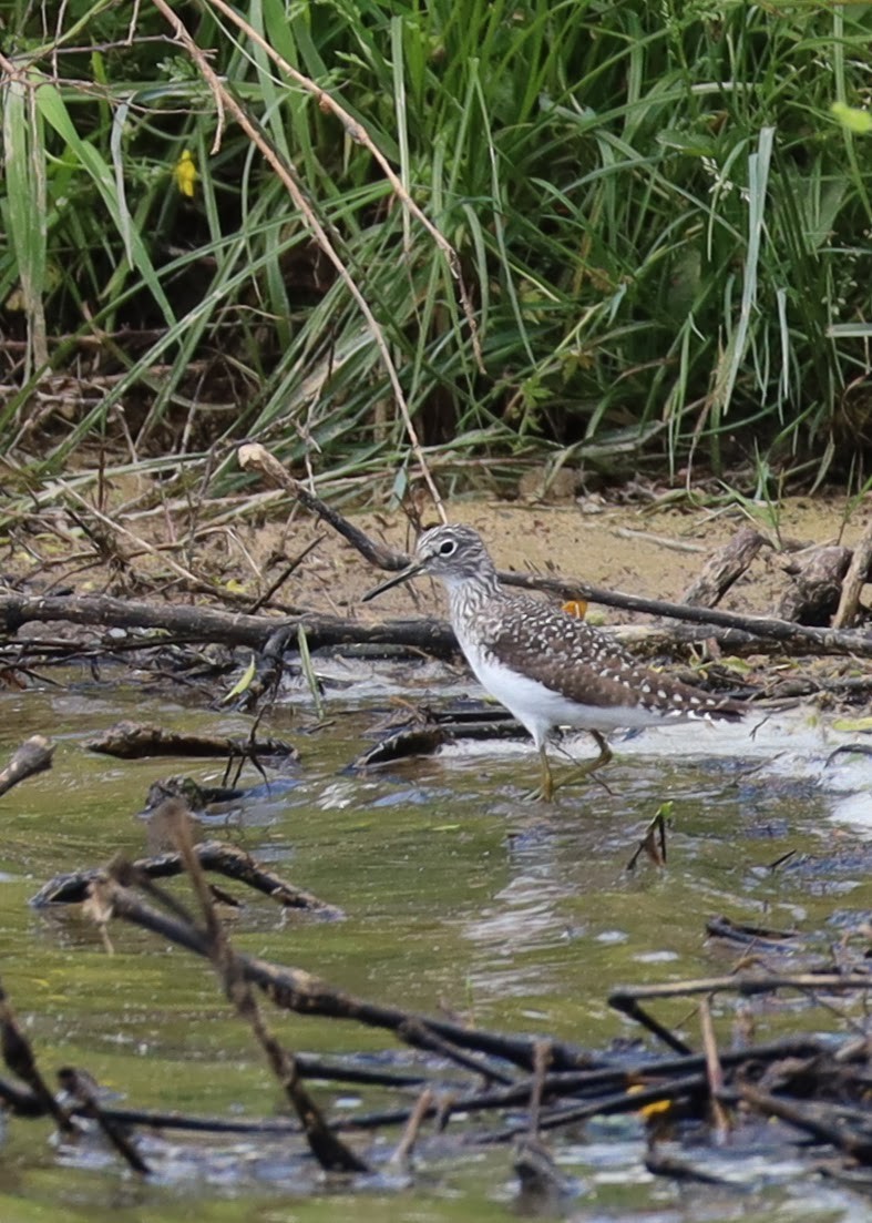 Solitary Sandpiper - ML635539886