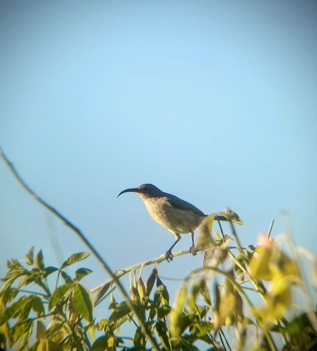 White-bellied Sunbird - ML635539888