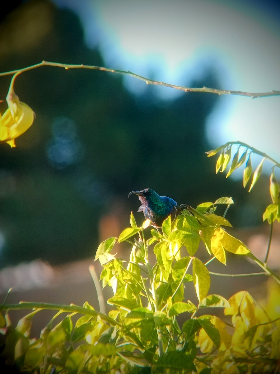 White-bellied Sunbird - ML635539890