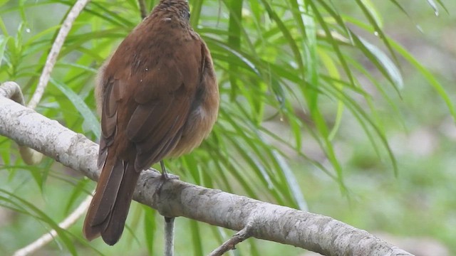 Cocoa Thrush - ML635539901