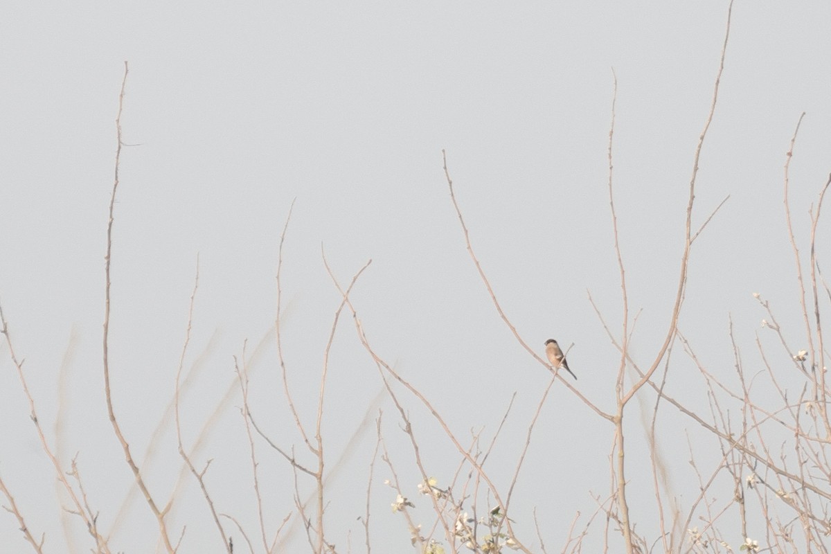 Eurasian Bullfinch - ML635539902