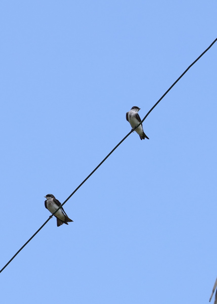 Tree Swallow - ML635539913