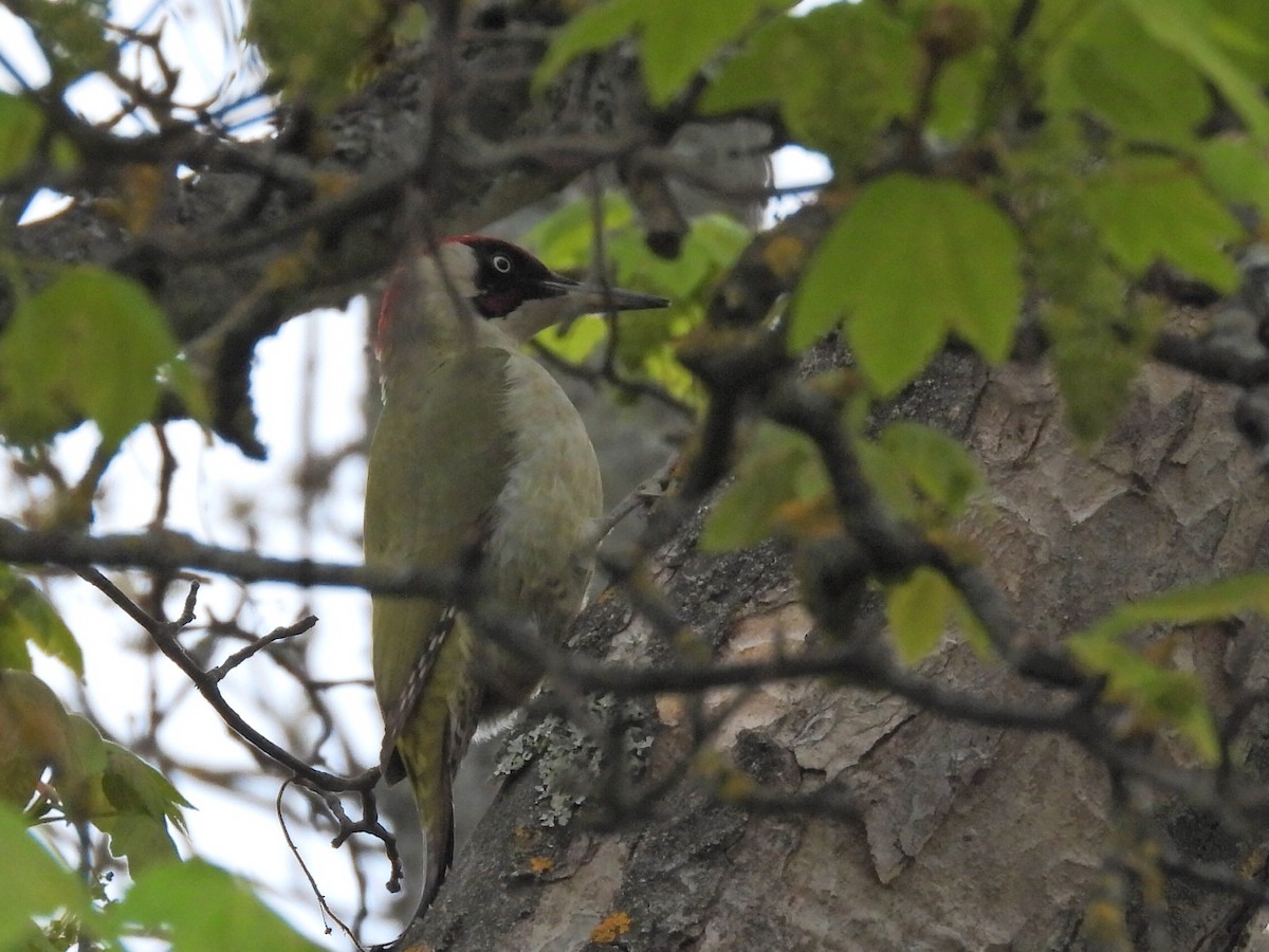 Eurasian Green Woodpecker - ML635539915
